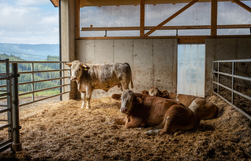 Ochsen im Stall | © Land schafft Leben