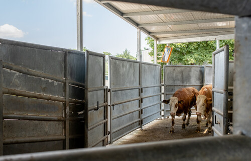 Rinder laufen über Korridor in den Schlachthof | © Land schafft Leben