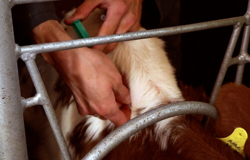 Rind bekommt Spritze | © Land schafft Leben Rind bekommt Spritze | © Land schafft Leben