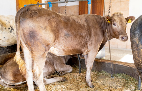 Kalbinnen-Kombinationshaltung | © Land schafft Leben Rind steht im Stall angebunden | © Land schafft Leben