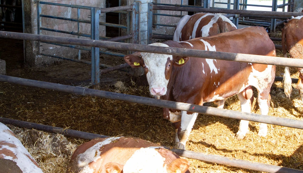Haltung | Rind | Land schafft Leben