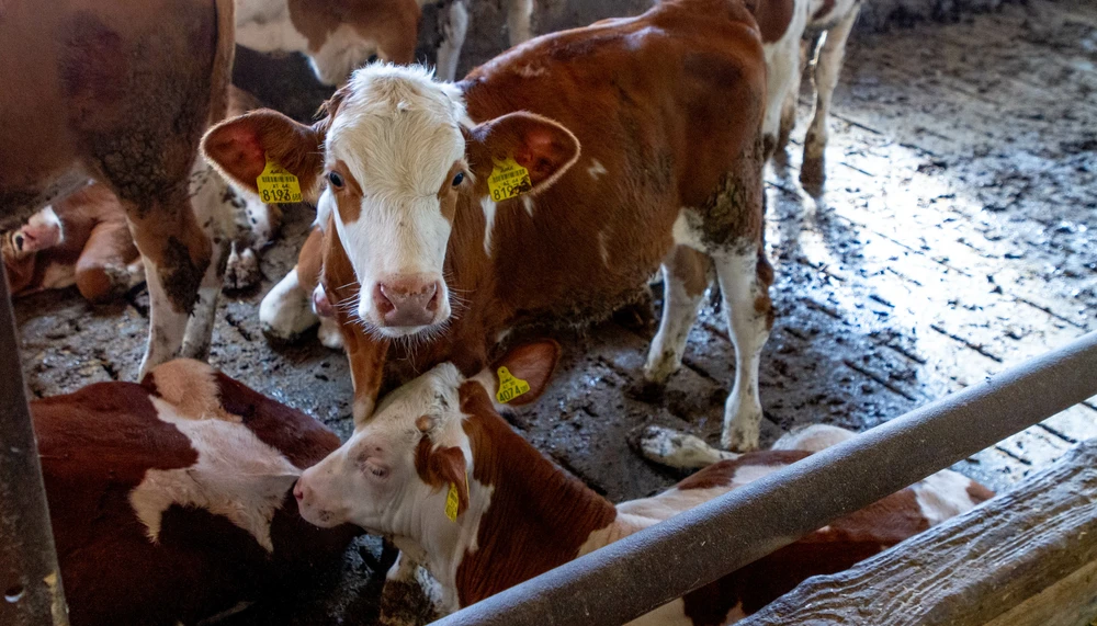 Haltung | Rind | Land schafft Leben