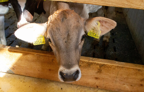 Kalb-Braunvieh | © Land schafft Leben Kalb steht im Stall | © Land schafft Leben