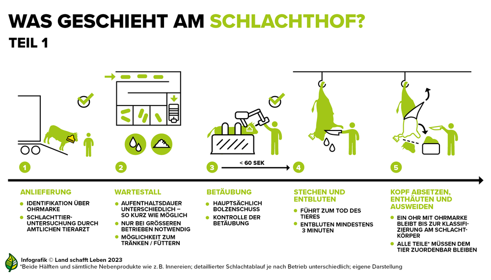 Infografik zum Ablauf am Rinderschlachthof | © Land schafft Leben