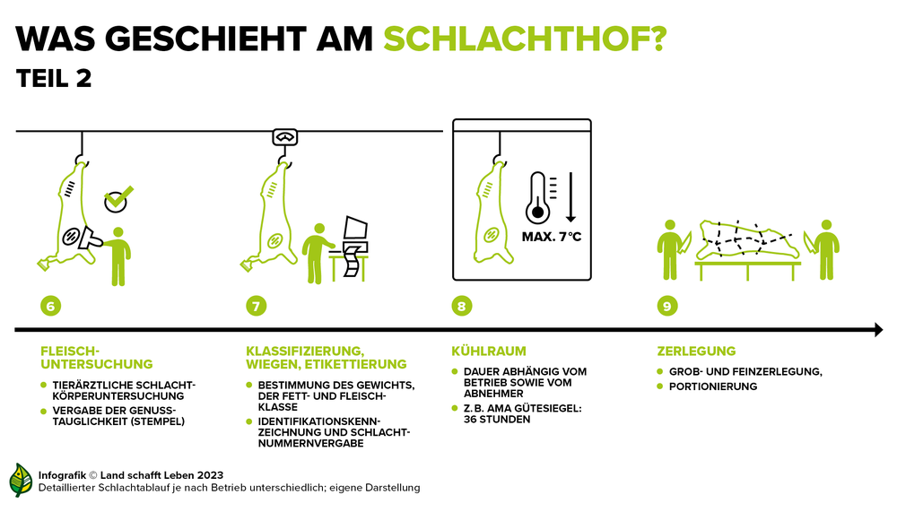 Infografik zum Ablauf am Rinderschlachthof | © Land schafft Leben