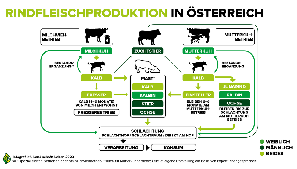 Infografik zur Rindfleischproduktion in Österreich | © Land schafft Leben