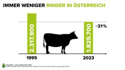 Infografik zum geringer werdenden Rinderbestand in Österreich | © Land schafft Leben