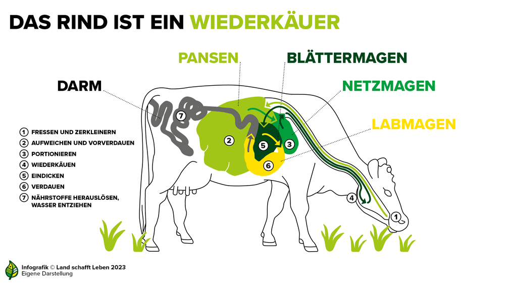 Infografik zum Rind als Wiederkäuer | © Land schafft Leben