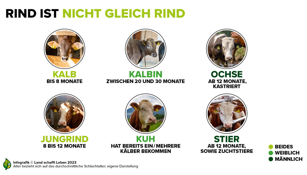 Infografik zu den verschiedenen Altersstufen und Geschlechtern des Rinds | © Land schafft Leben