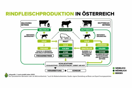 Infografiken Rind | Land schafft Leben