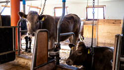 Kalbinnen in Stall in Kombinationshaltung | © Land schafft Leben