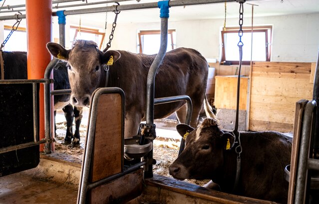 Kalbinnen in Stall in Kombinationshaltung | © Land schafft Leben