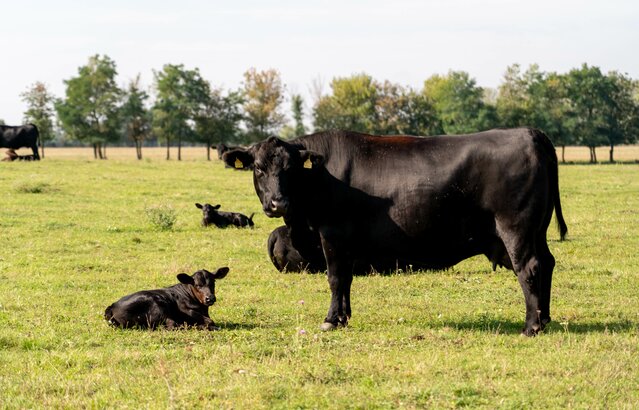 Angus Rind mit Kalb auf Weide | © Land schafft Leben