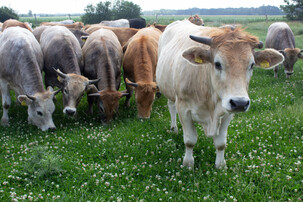 Rinder auf der Weide | © Land schafft Leben