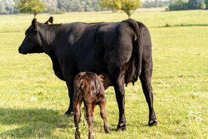 Angus-Kalb trinkt aus Euter der Mutterkuh | © Land schafft Leben