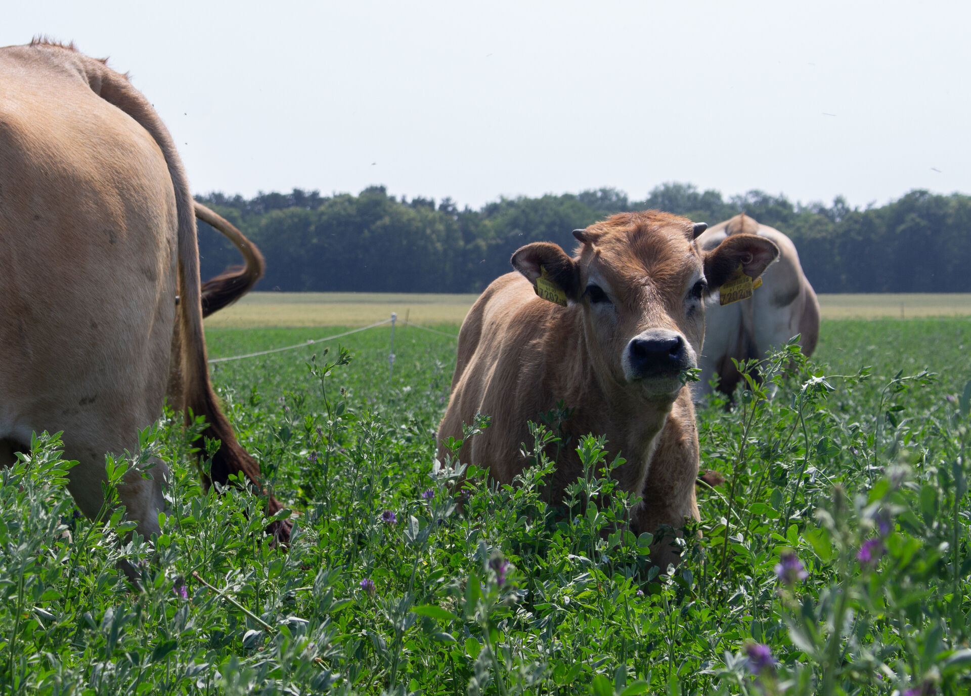 Braunvieh Kalb auf Weide | © Land schafft Leben