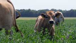 Braunvieh Kalb auf Weide | © Land schafft Leben