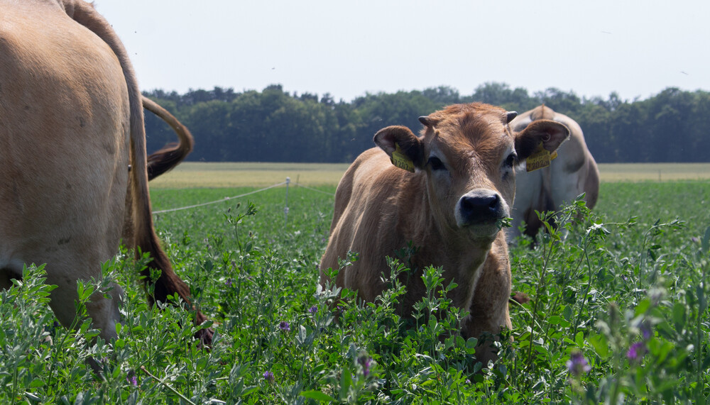 Braunvieh Kalb auf Weide | © Land schafft Leben