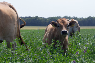 Braunvieh Kalb auf Weide | © Land schafft Leben