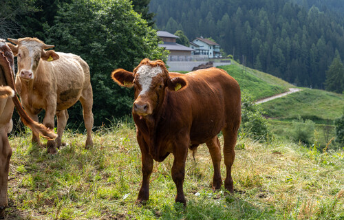 Brauner Ochse auf der Weide | © Land schafft Leben