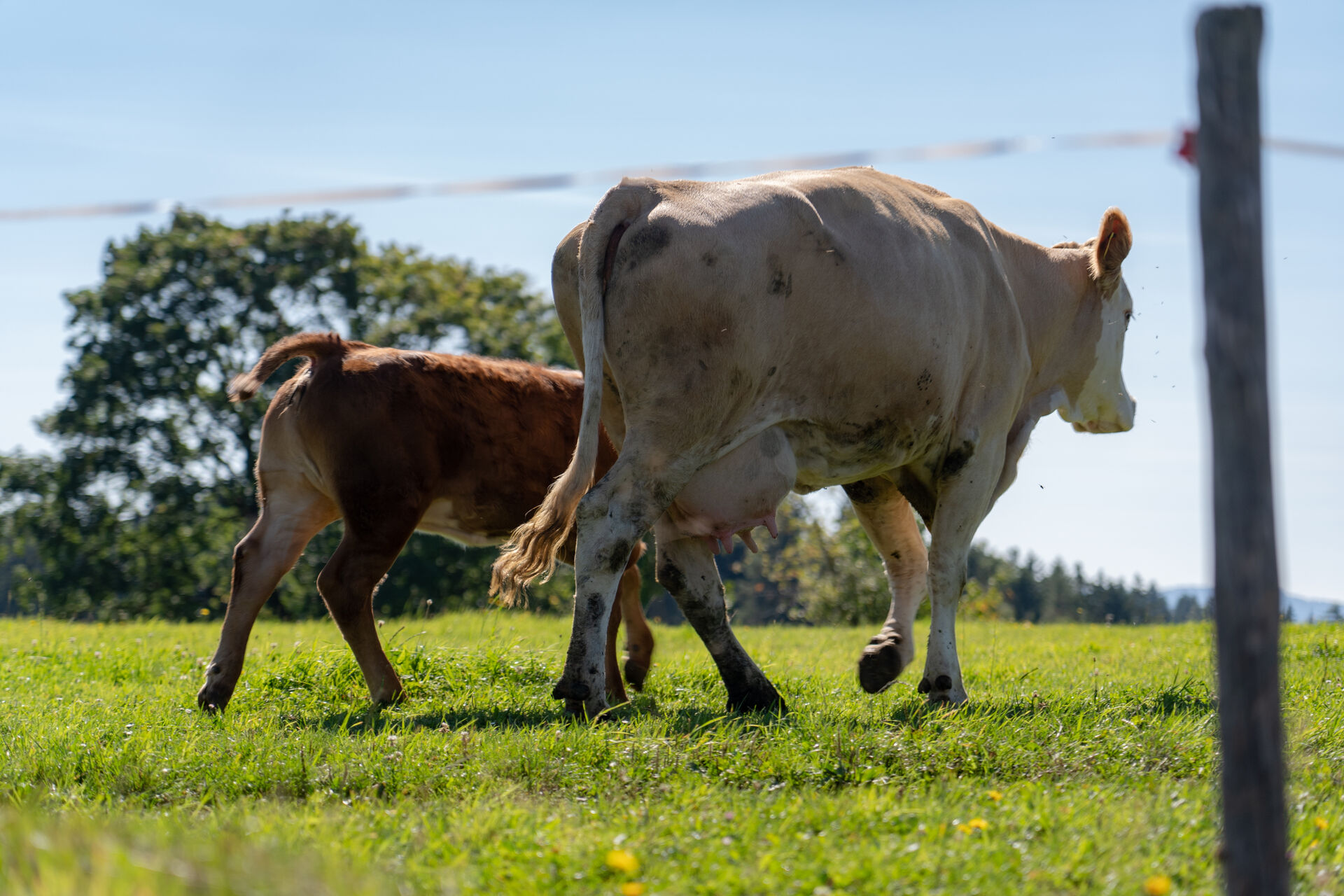 Rind Fleckvieh Mutterkuhhaltung Weidehaltung | © Land schafft Leben Felckvieh Mutterhkuh mit Kalb auf Weide | © Land schafft Leben
