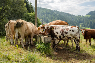 Ochsen auf der Weide | © Land schafft Leben