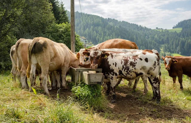 Ökonomische Aspekte | Rind | Land schafft Leben