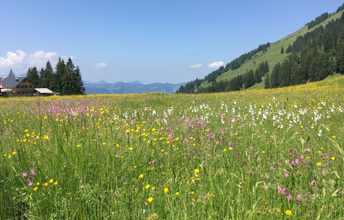 Blumenwiese  | © Land schafft Leben