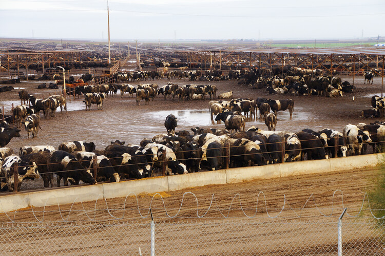 Tausende Rinder in einem Feedlot | © Land schafft Leben