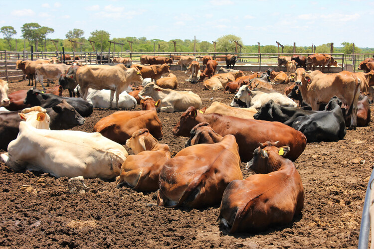 Viele Rinder in einem Feedlot | © Shutterstock