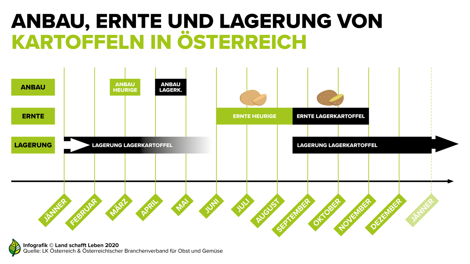 Von der Aussaat bis zur Ernte  Kartoffel
