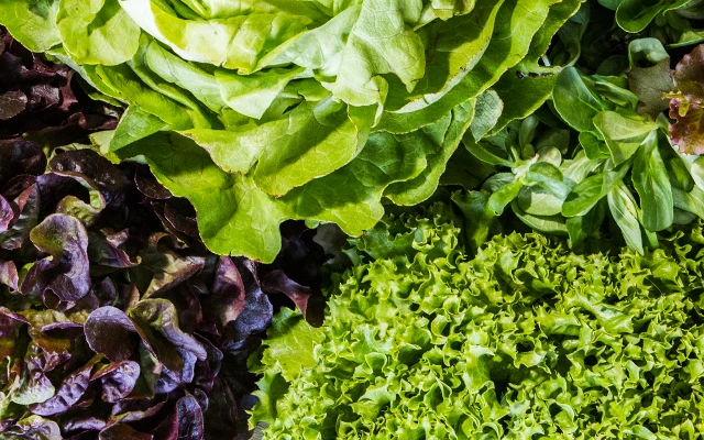 Salat Anbau | Land schafft Leben