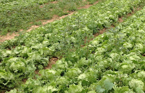 salat produktion | © Land schafft Leben, 2017 salat produktion | © Land schafft Leben, 2017