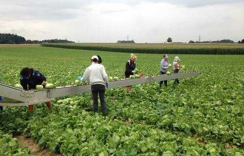salat ernte | © Land schafft Leben, 2017 salat ernte | © Land schafft Leben, 2017