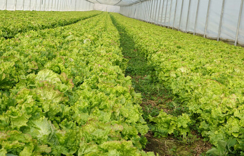 grazer krauthäuptel anbau | © Land schafft Leben, 2017 grazer krauthäuptel anbau | © Land schafft Leben, 2017