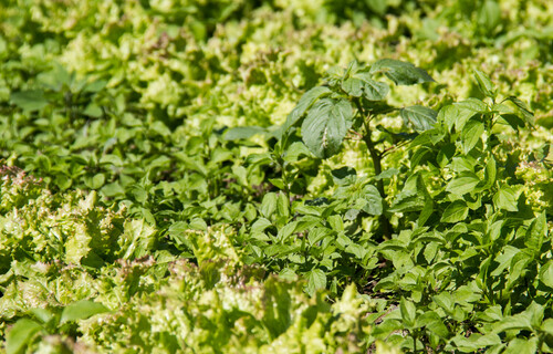 salat unkraut | © Land schafft Leben, 2017