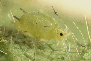 Nahaufnahme einer Blattlaus auf Blatt | © Claudio Gratton, University of Wisconsin - http://www.planthealth.info/images/high_res/aphid_oneil_highres.jpg, Attribution, https://commons.wikimedia.org/w/index.php?curid=5882415