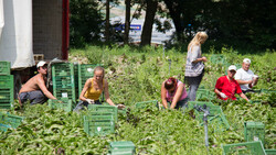 salat ernten | © Land schafft Leben, 2017