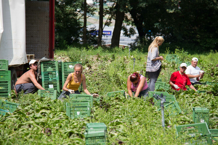 salat ernten | © Land schafft Leben, 2017