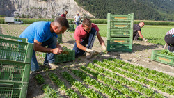 vogersalat ernte | © Land schafft Leben, 2017