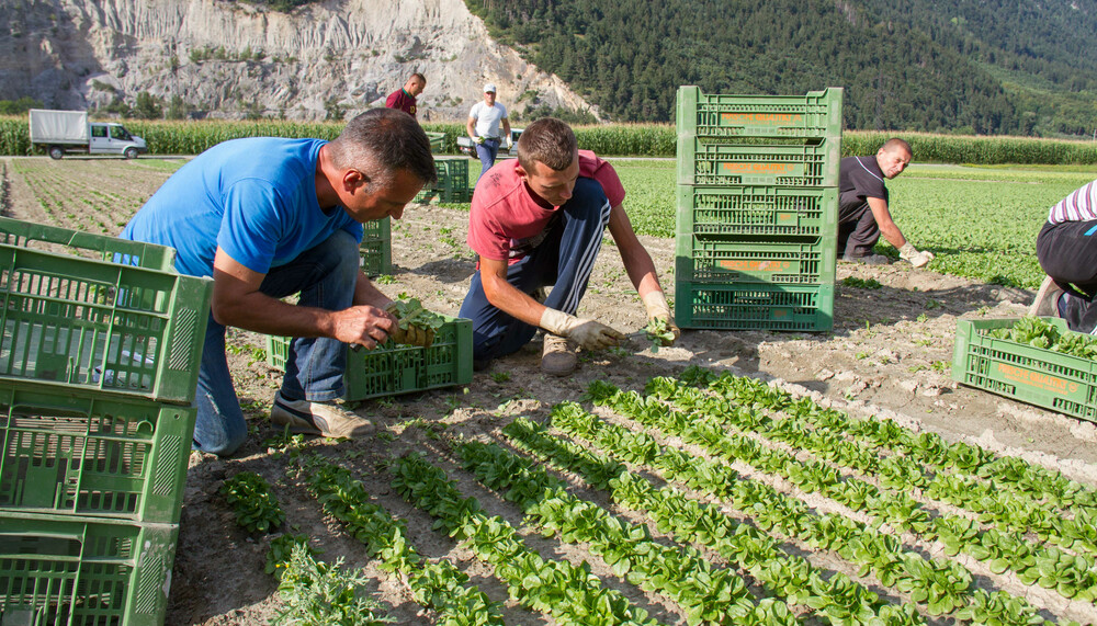 vogersalat ernte | © Land schafft Leben, 2017