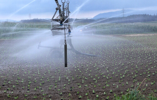 salat bewässerung | © Land schafft Leben, 2017 salat bewässerung | © Land schafft Leben, 2017