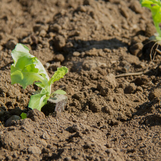 salat setzen | © Land schafft Leben, 2017