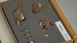 Funde von Zähnen aus dem Hallstätter Salzberg  | © Land schafft Leben 