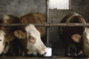 Viehsalz, Salz für Tiere, Salz für Kühe | © Salinen Austria AG 