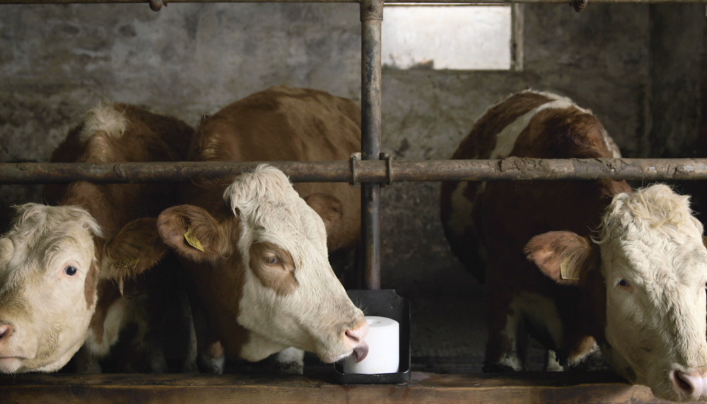 Drei Kühe nebeneinander im Stall | © Salinen Austria AG