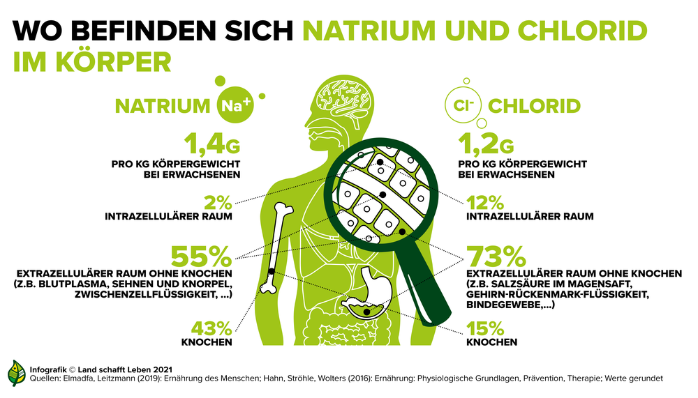 Natrium und Chlorid im menschlichen Körper | © Land schafft Leben
