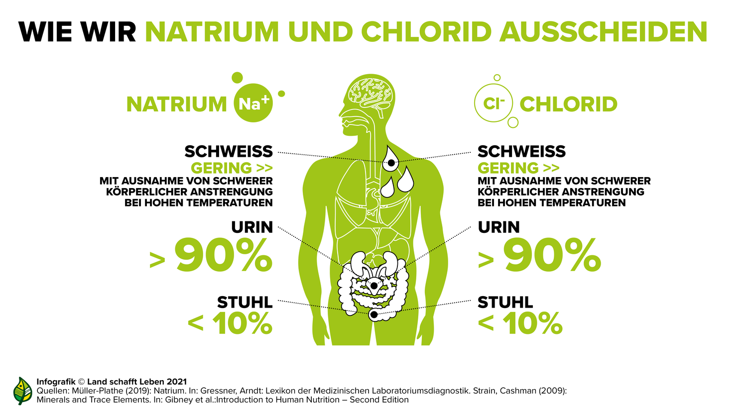 Gesundheitliche Wirkung von Salz Land schafft Leben