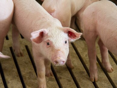 Vier Ferkel auf Vollspaltenboden | © Land schafft Leben