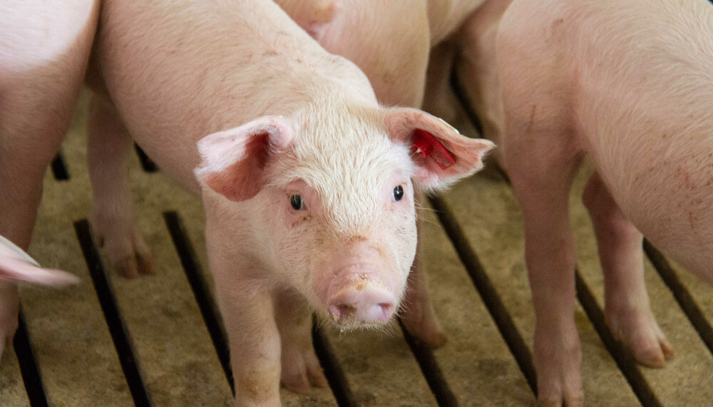 Vier Ferkel auf Vollspaltenboden | © Land schafft Leben